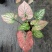彩叶芋白色恋人粉色和声草莓之心室内观叶植物网红ins风懒
