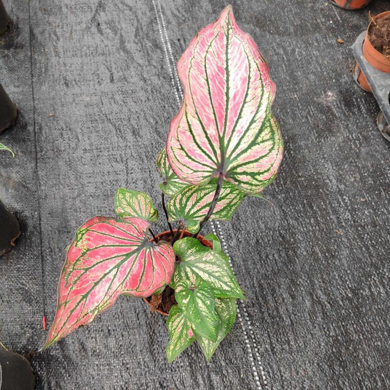 彩叶芋白色恋人粉色和声草莓之心室内观叶植物网红ins风懒