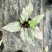 彩叶芋白色恋人粉色和声草莓之心室内观叶植物网红ins风懒
