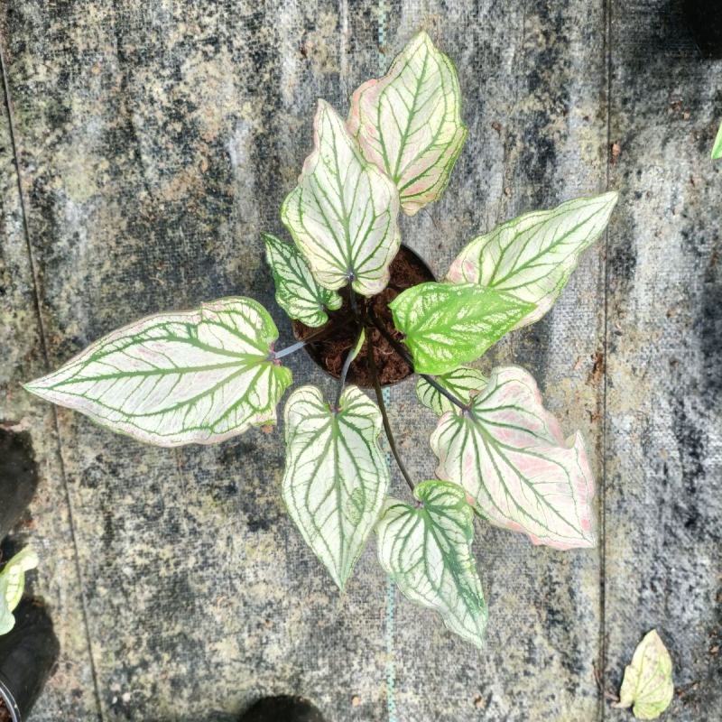 彩叶芋白色恋人粉色和声草莓之心室内观叶植物网红ins风懒