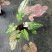 彩叶芋白色恋人粉色和声草莓之心室内观叶植物网红ins风懒