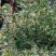 花叶香桃木大盆金姬小腊金边香桃木彩叶灌木花园阳台耐寒耐热