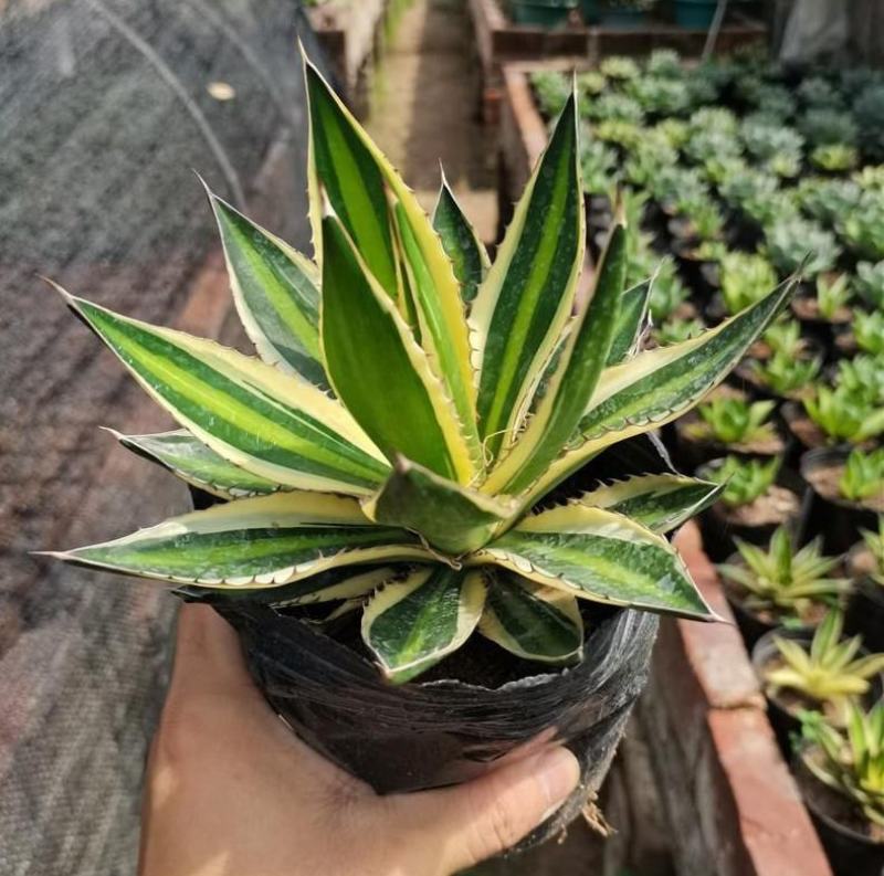 精品龙舌兰五色万代锦五彩万代珍贵品种室内植物景观盆栽
