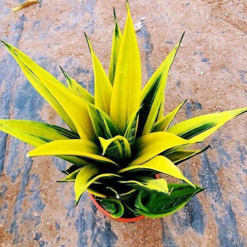 黄金虎皮兰盆栽稀有虎尾兰多肉植物盆景新房室内吸甲醛防辐射