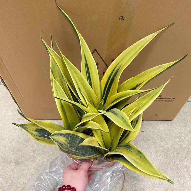黄金虎皮兰盆栽稀有虎尾兰多肉植物盆景新房室内吸甲醛防辐射