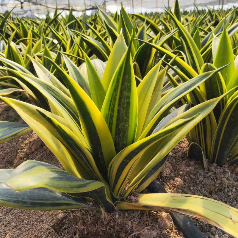 黄金虎皮兰盆栽稀有虎尾兰多肉植物盆景新房室内吸甲醛防辐射