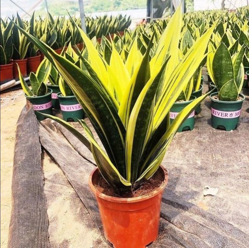 黄金虎皮兰盆栽稀有虎尾兰多肉植物盆景新房室内吸甲醛防辐射