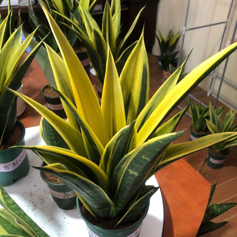 黄金虎皮兰盆栽稀有虎尾兰多肉植物盆景新房室内吸甲醛防辐射