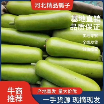 瓠子，精品瓠子上市中，各种蔬菜供应，诚信第一，欢迎咨询