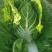 黄心大白菜