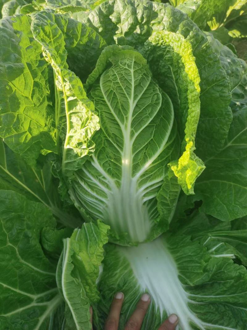 黄心大白菜