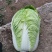 黄心大白菜