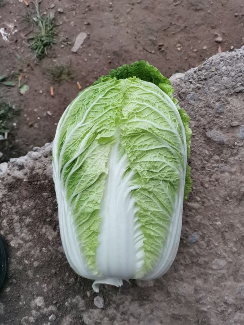 黄心大白菜