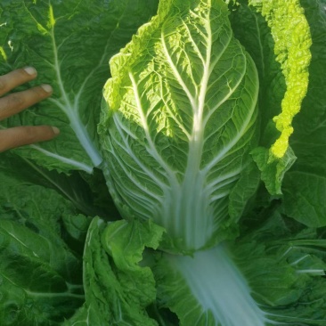 黄心大白菜