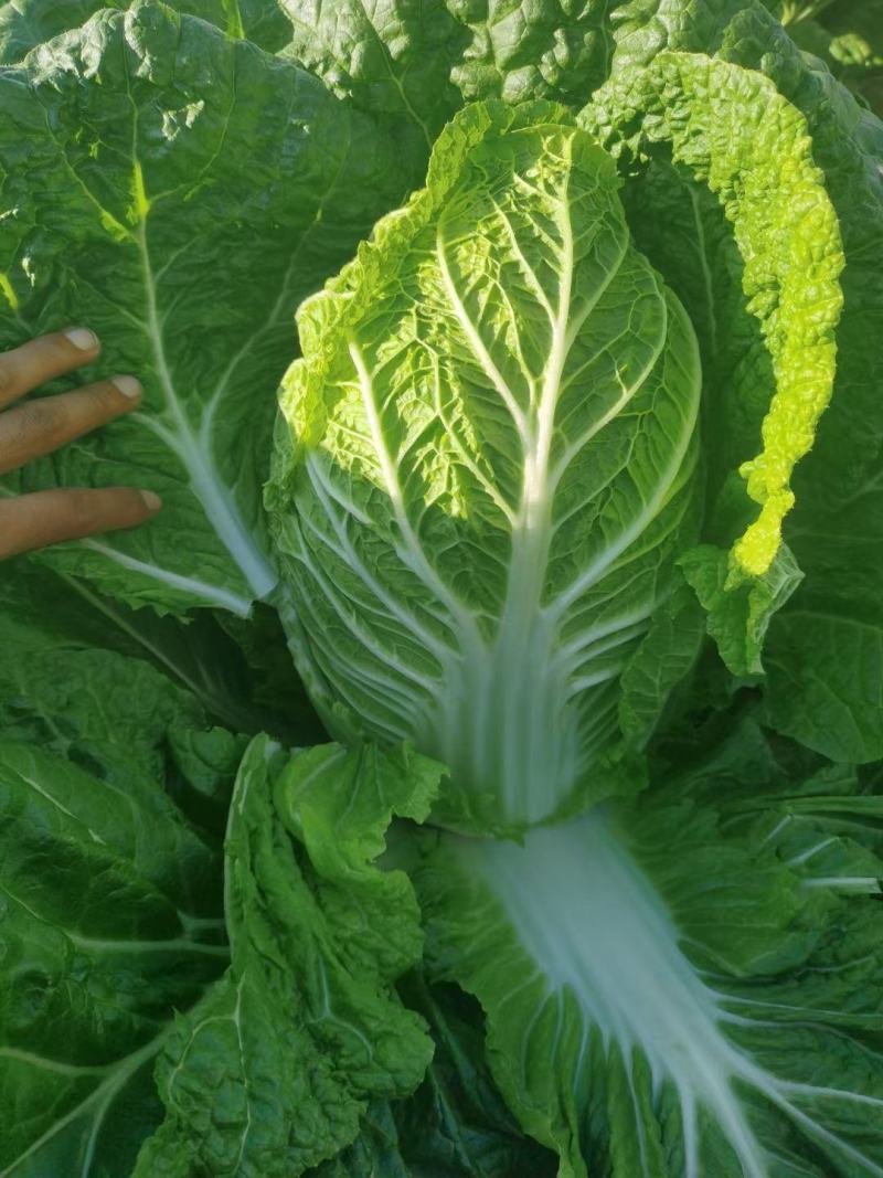 黄心大白菜