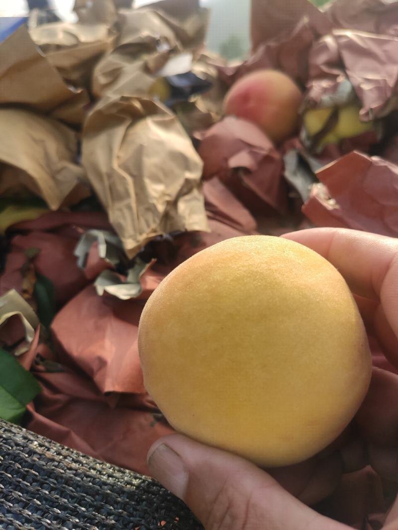湖北黄桃，锦绣黄桃黄金蜜大量上市，产地现摘现发，多购优惠
