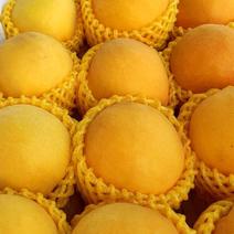 湖北精品黄桃，锦绣黄桃大量上市，产地现摘现发，多购优惠