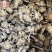 【文斌药业】川芎新货到量大从优低价促销干净无杂质