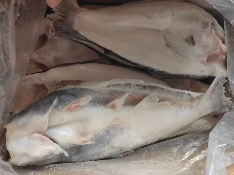 开背鱼巴沙鱼，肉质鲜美，价格美丽，让客户有钱赚