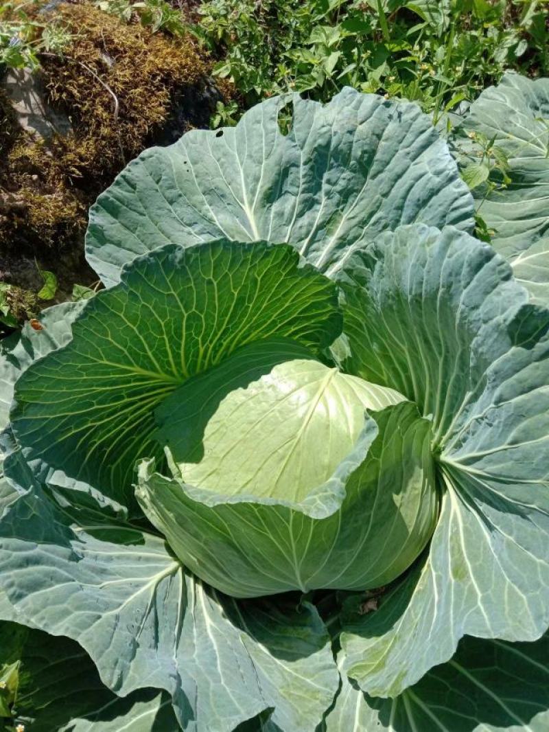 武隆高山丰园脆包菜包菜甘蓝-圆包菜欢迎采购