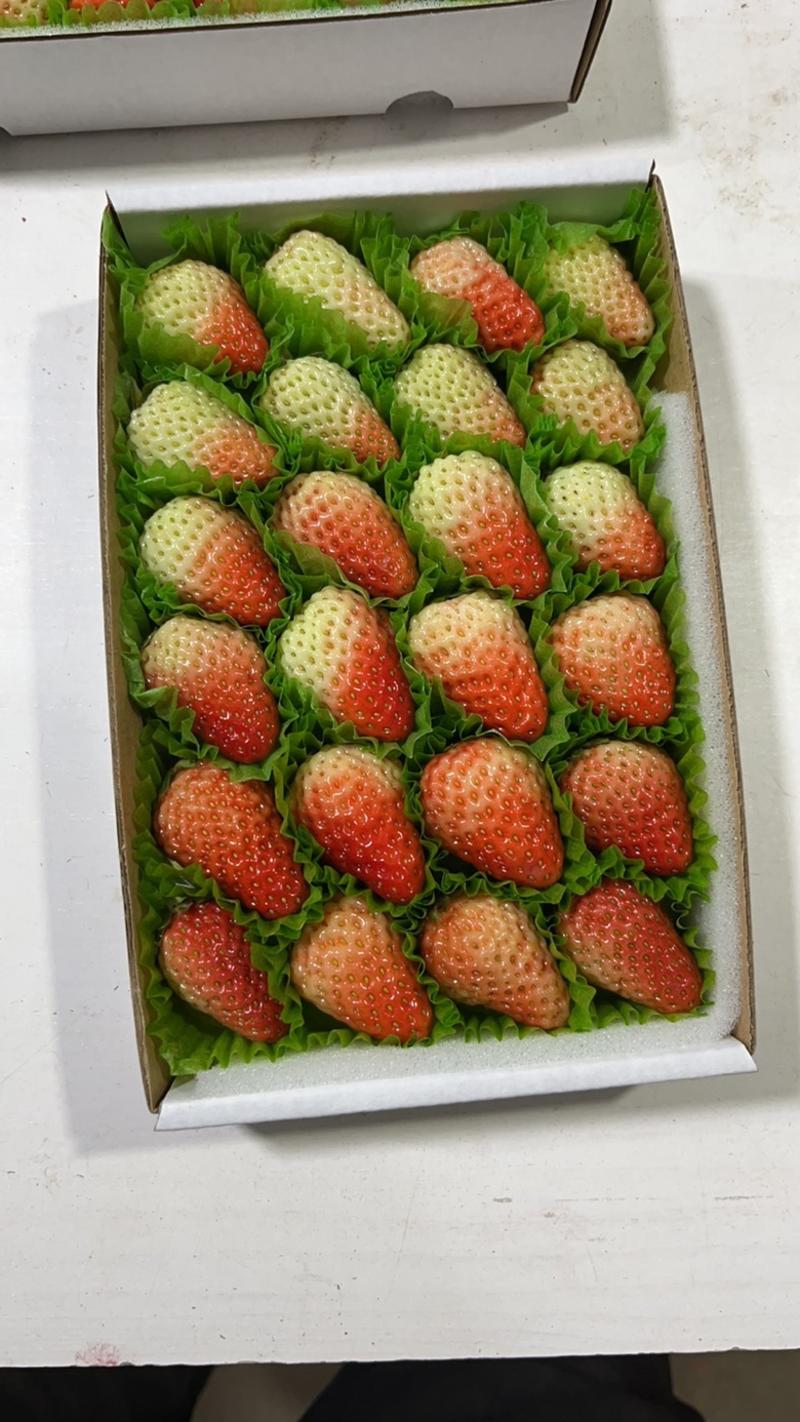 丹东红颜九九牛奶草莓防摔水晶盒大量上市烘焙专用