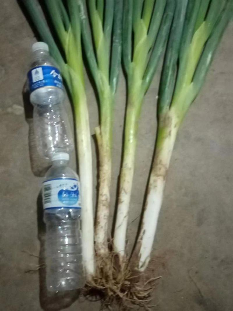 长白大葱，货源充足，常年供货