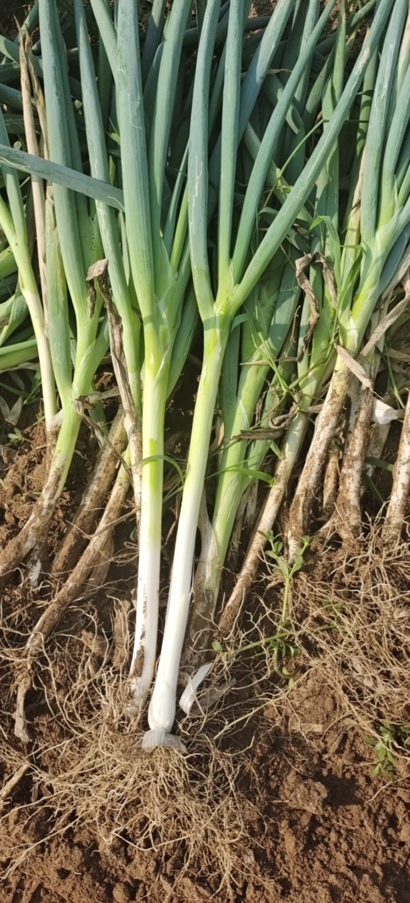 长白大葱，货源充足，常年供货