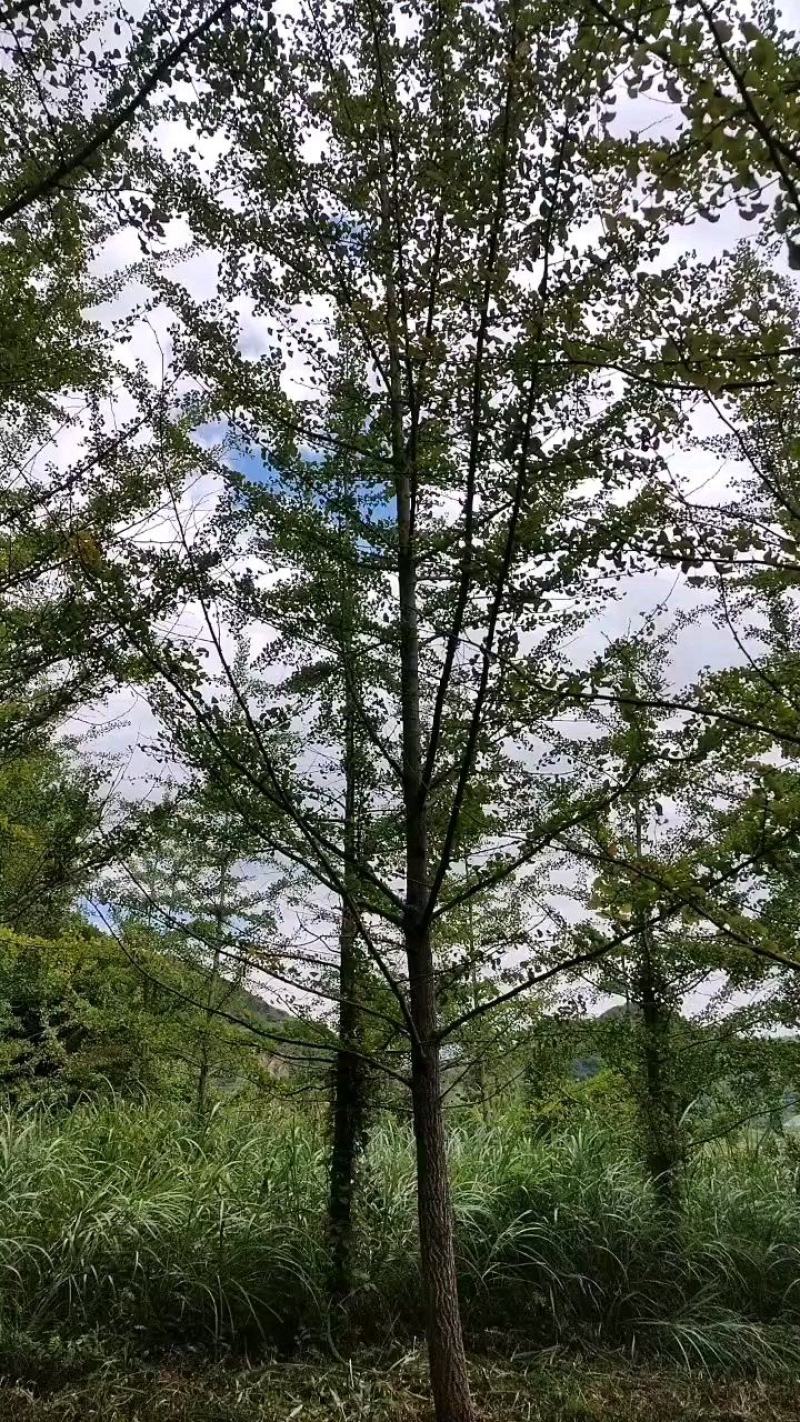 10-100公分公分银杏大量供应，产地直销，价格实惠！