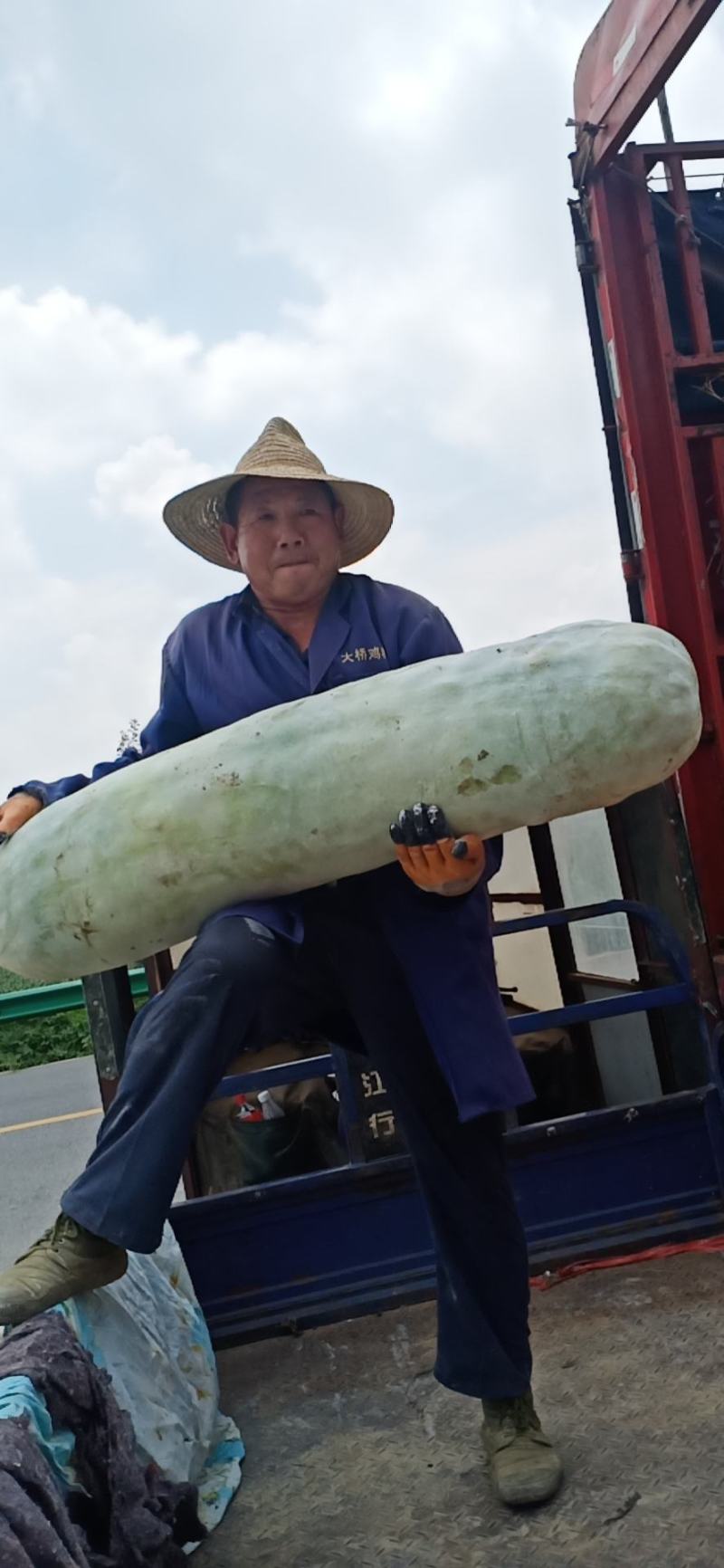 湖北黑皮冬瓜条形好15斤以上品质保证可视频看货