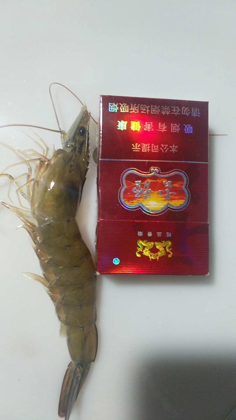渤海，海水对虾，体质好，肉质鲜美，适合长途运输