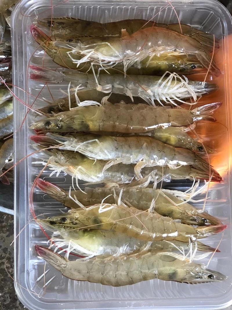 渤海，海水对虾，体质好，肉质鲜美，适合长途运输