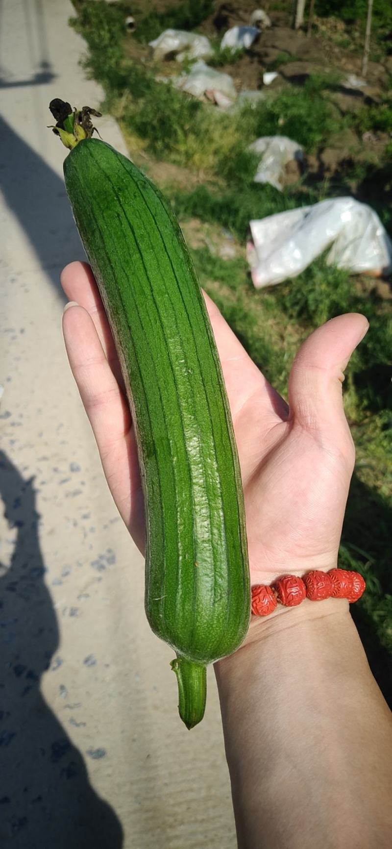 丝瓜