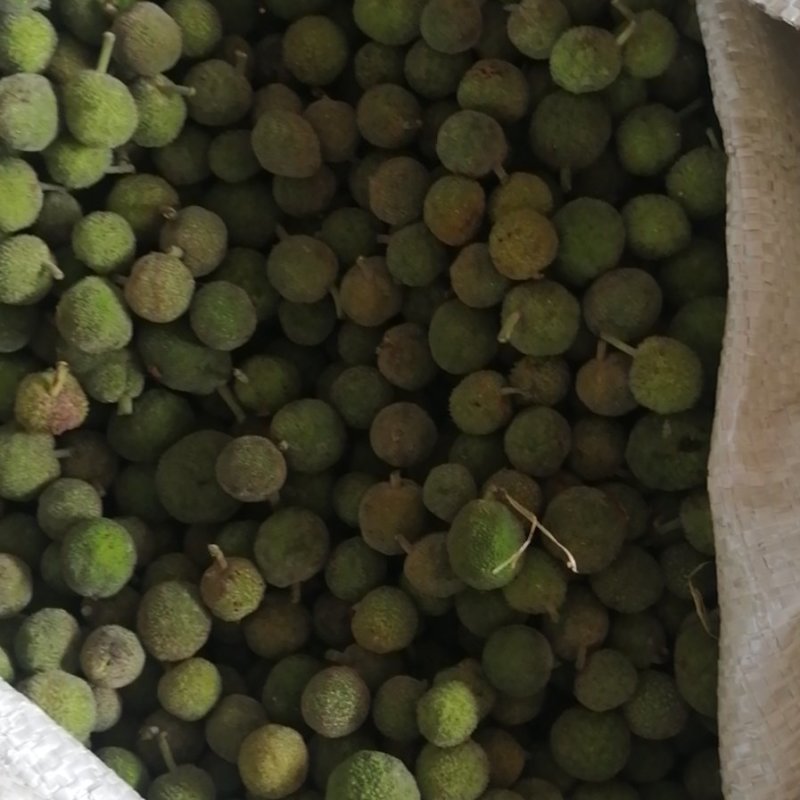 构树果干货