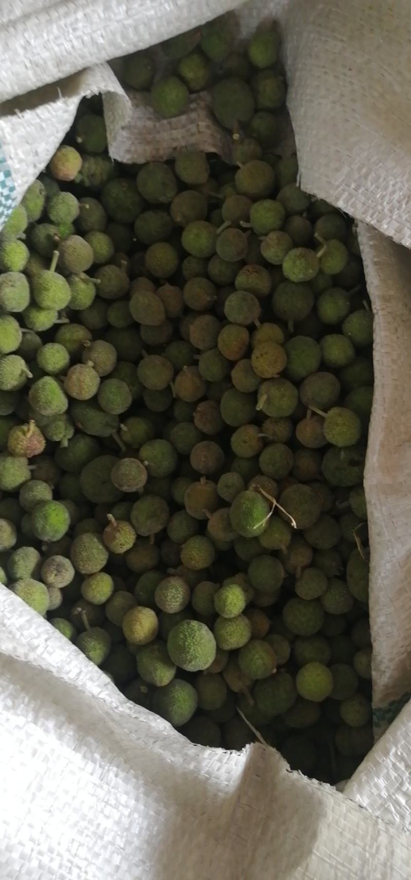 构树果干货
