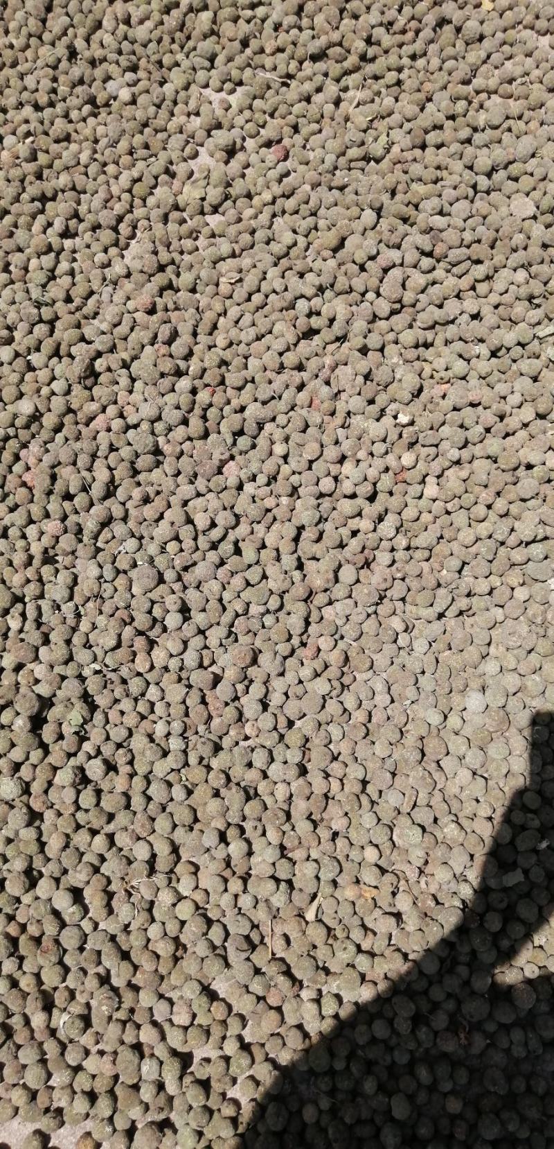 构树果干货