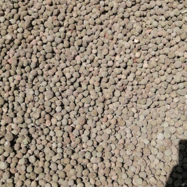 构树果干货