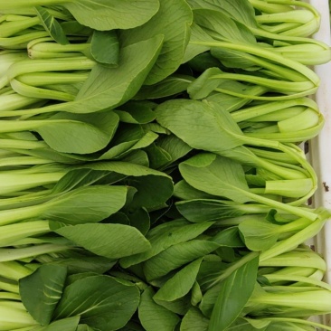 大量青菜上市欢迎各位老板订菜合作共赢!