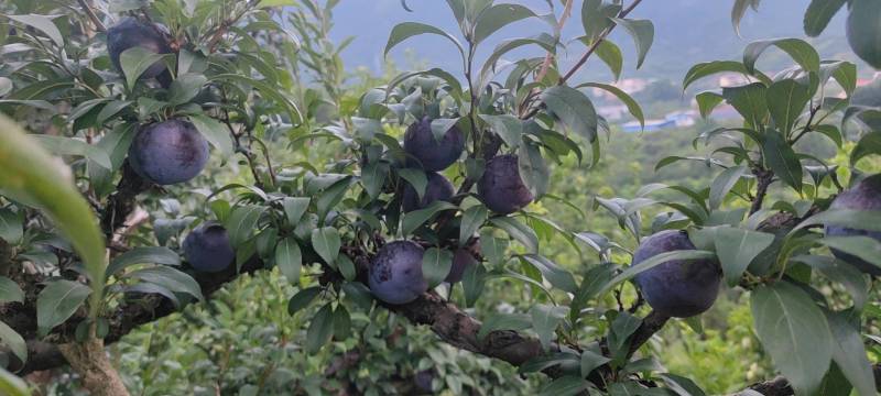 广西桂林灌阳黑李子大量上货酸甜可口核小