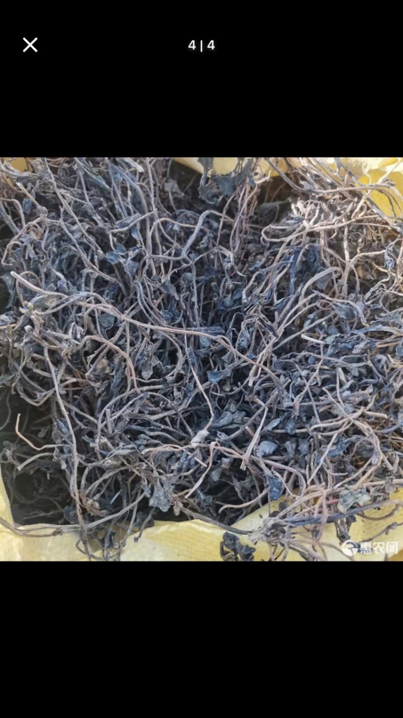 我们家这个马齿苋，大家可以从细节上看。干净板正。