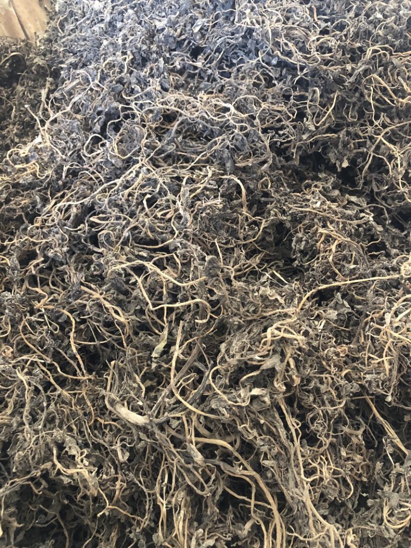 我们家这个马齿苋，大家可以从细节上看。干净板正。
