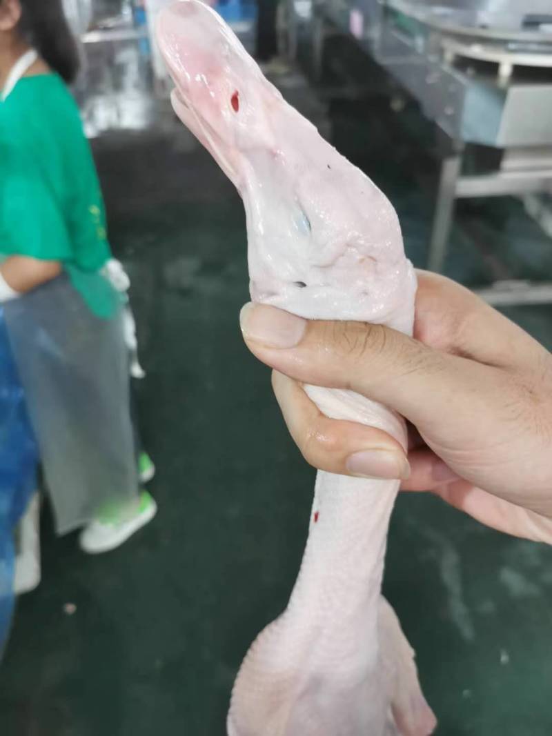 白条鸭，各种规格齐全供应，鲜品冻品白条鸭都有货