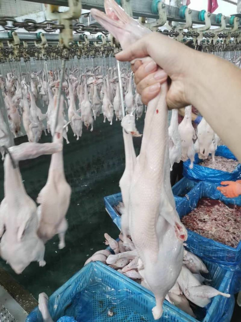 白条鸭，各种规格齐全供应，鲜品冻品白条鸭都有货