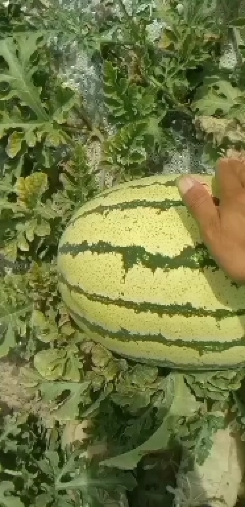 甘肃靖远石头瓜，石头缝里长出来的硒砂瓜已经大量上市