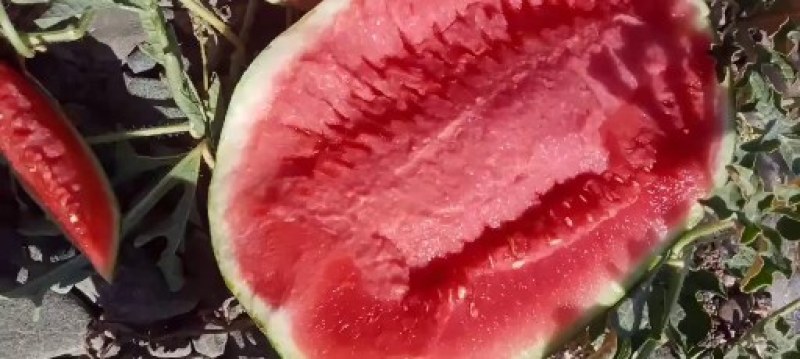 甘肃靖远石头瓜，石头缝里长出来的硒砂瓜已经大量上市