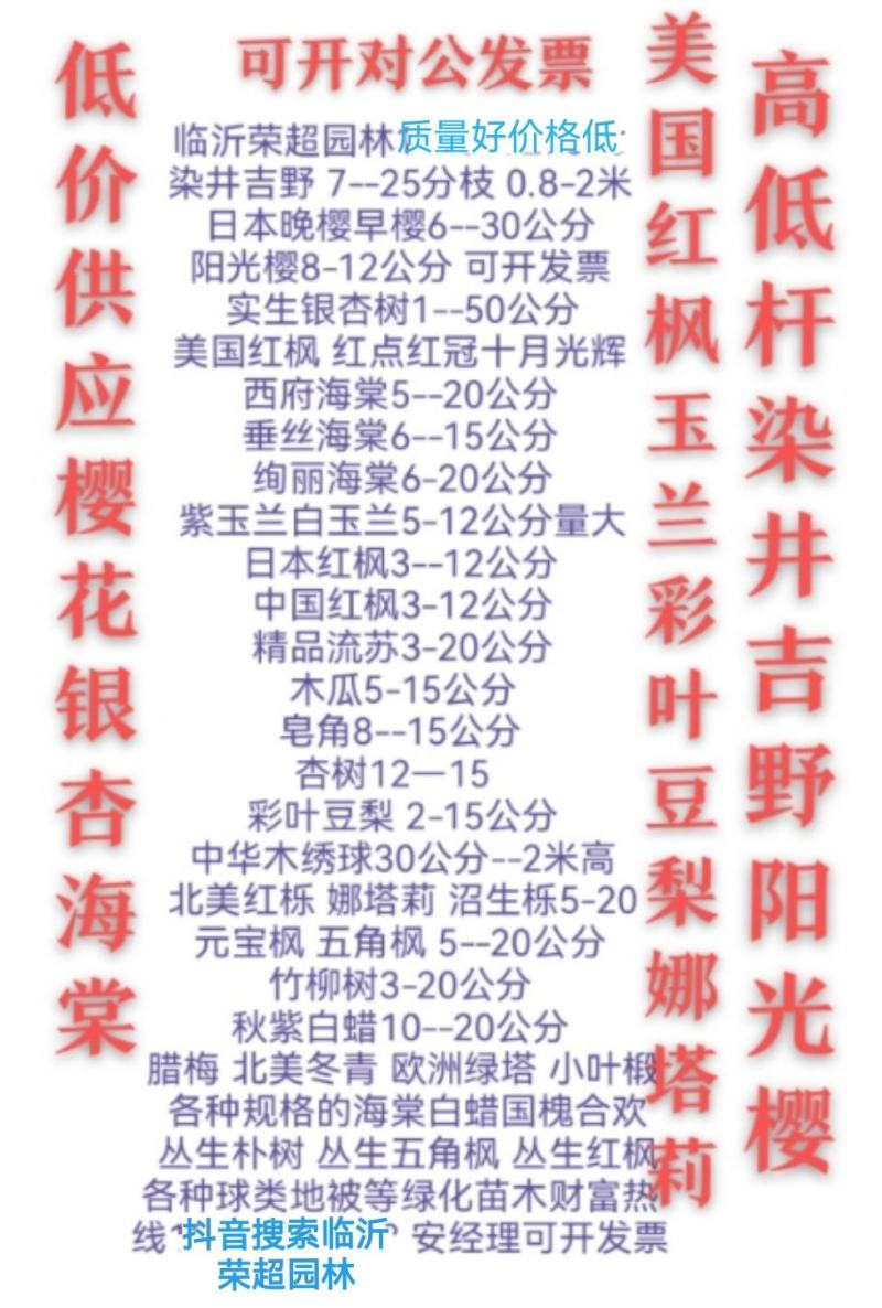 低价供应美国红枫3-20公分红点红枫丛生独杆都有