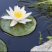 睡莲杆