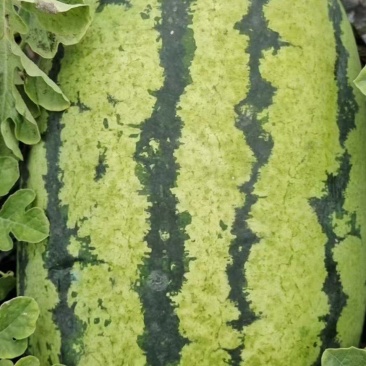 宁河西瓜