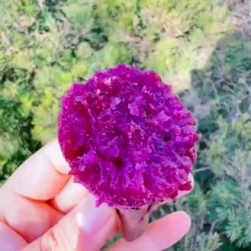 正品泰紫薯一号，假一赔十产地发货