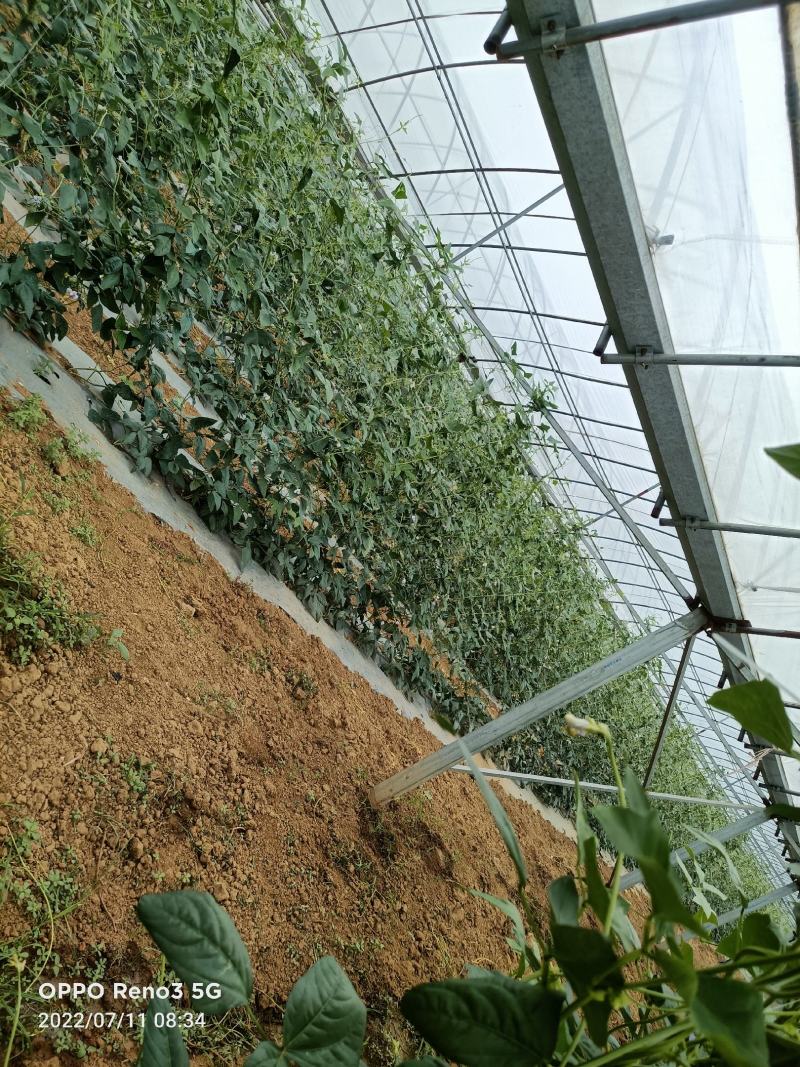 蔬菜豆角