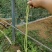 蔬菜豆角